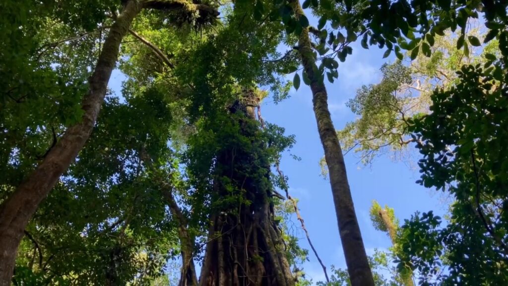 Blick von unten Richtung Himmel auf tropische Bäume.